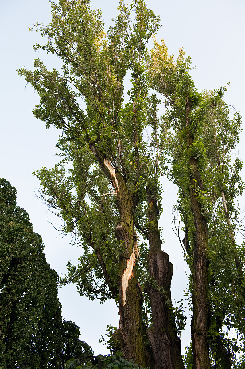 The poplar tree on Wrocław’s art scene